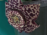 Orbea variegata